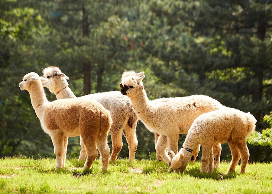 Các chú Alpaca tại Alpaca World