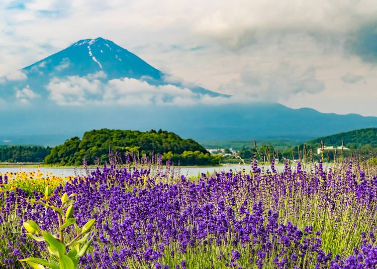 19 Things to Do Near Mount Fuji: Top Sightseeing Spots in Yamanashi ...